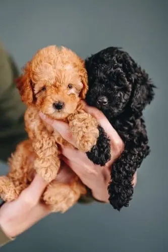 Poodle basicamente melhores para companhia 