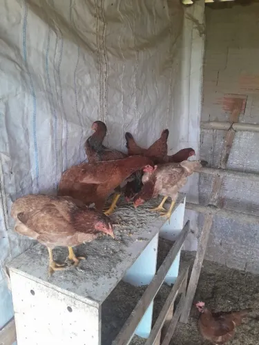 vendo 6 galinhas caipiras 