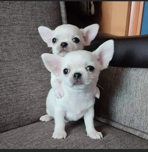 Chihuahuas creme