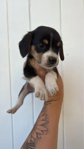 Beagle mini com pedigree 