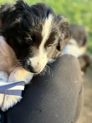 Filhotes de Border Collie | Companheiros leais desde cedo
