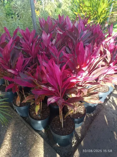 Cordelinea -Dracena Rubro 