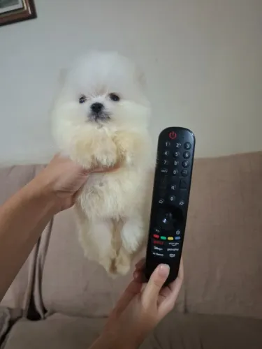 Filhote macho micro lulu da pomerania 