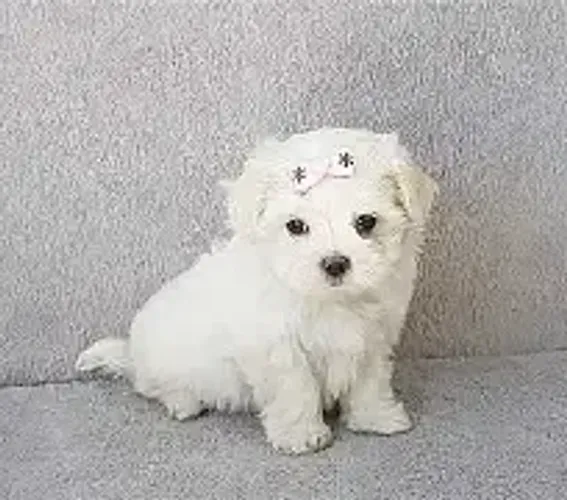 Maltês Filhote Uma Fofura Que Vai Encantar Seu Lar