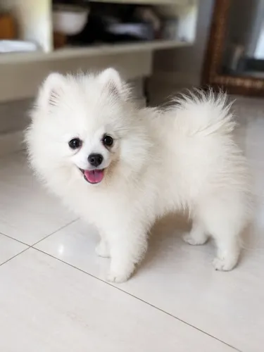 Spitz Alemão Anão Macho Branco - Lulu da Pomerânia 