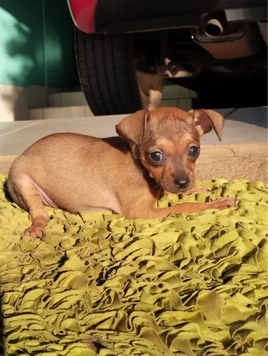 Pinscher brasileiro