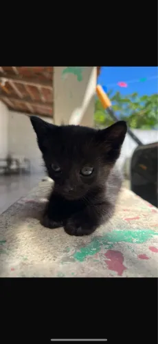 Gatinho para adoção