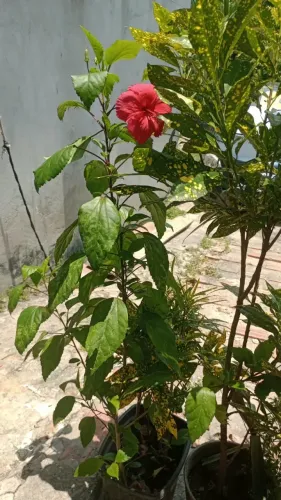 Plantas