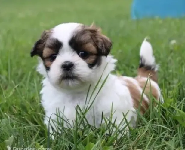 Shihtzu Mini Os Mais Belos Filhotes.