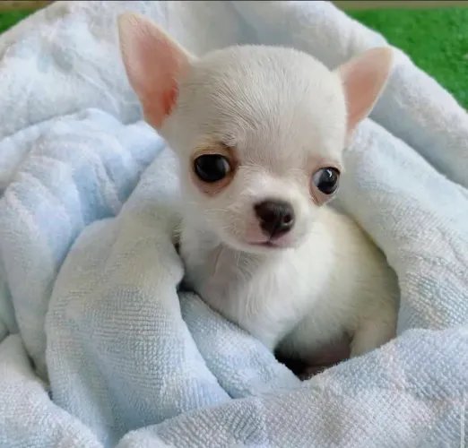 Chihuahua pelo curto fêmea