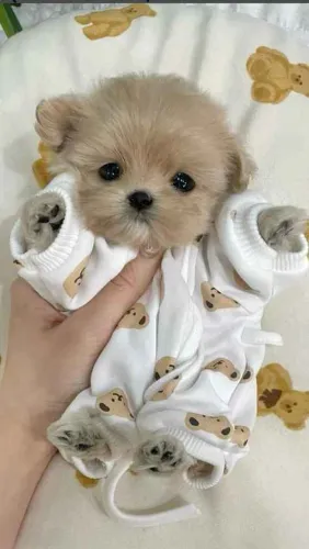 Filhote maltês, Eles Só Precisam de Um Lar, Que Tal o Seu?