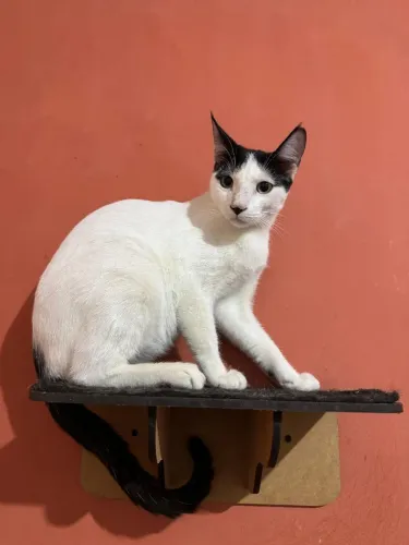 Adoção de gato 10 meses 