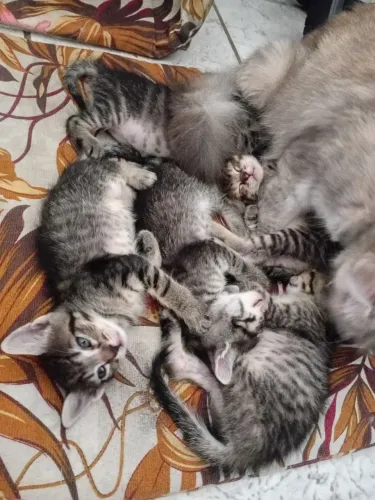 Doação de gatinhos