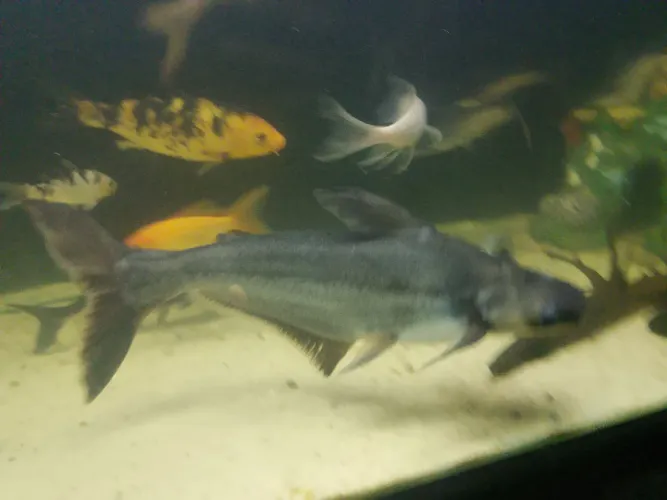 Silver shark 30cm 