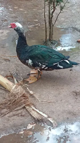 Patos