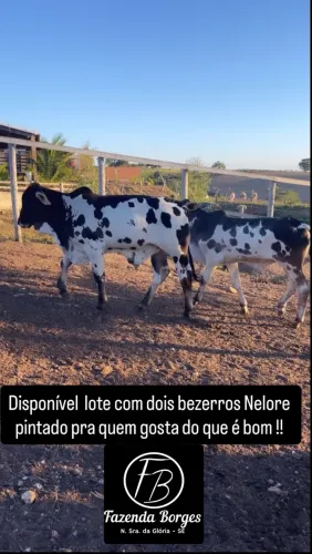 Bezerros Nelore pintado 