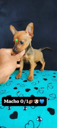 Pinscher com 75 dias vacinado 
