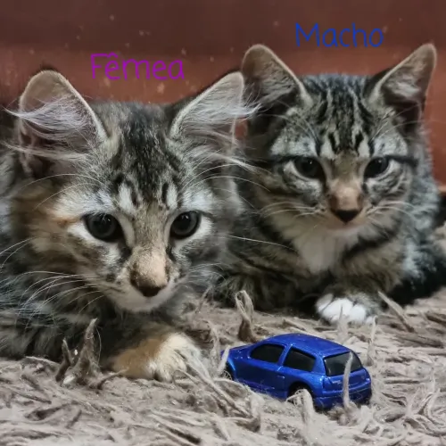 Doa-se Gatinhos Lindos!!!