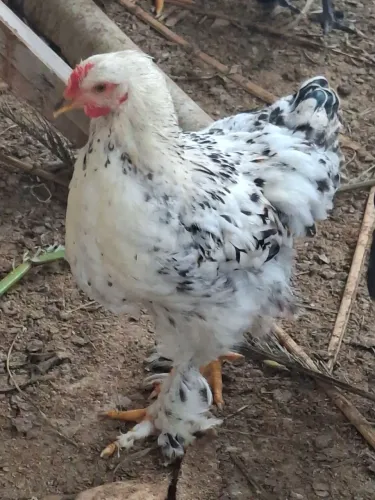 Galo Brahma ?