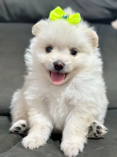 Filhotes LULU DA POMERÂNIA