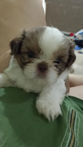 Cachorro ? Shitzu já com 45 dias pronto pra entrega já comendo ração molhada