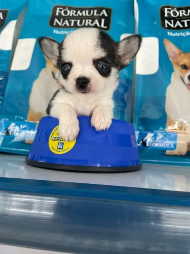 Chihuahuainha machinho disponível