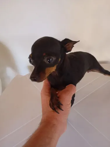 Linda fêmea pinscher (adulta)