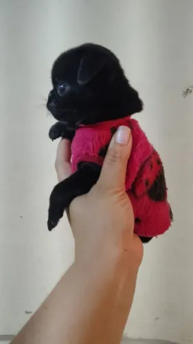 Mini Pug Black 