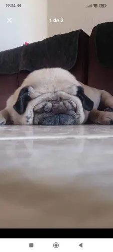 DOA-SE PUG FÊMEA ADULTO 