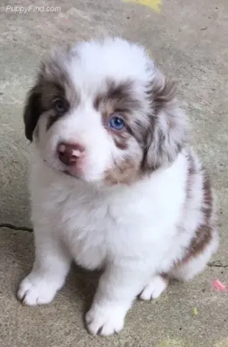 Border Collie - Amor De Quatro Patas Esperando Uma Família 