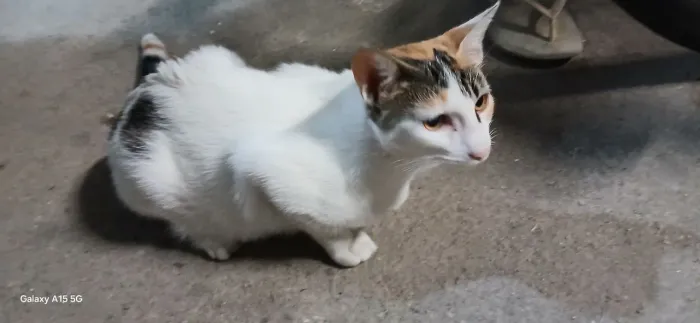 Gatinhos desmamados