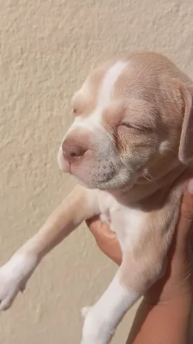 Américan bully