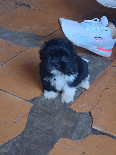 Filhotes de shih tzu