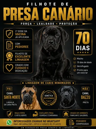 Filhote presa canário