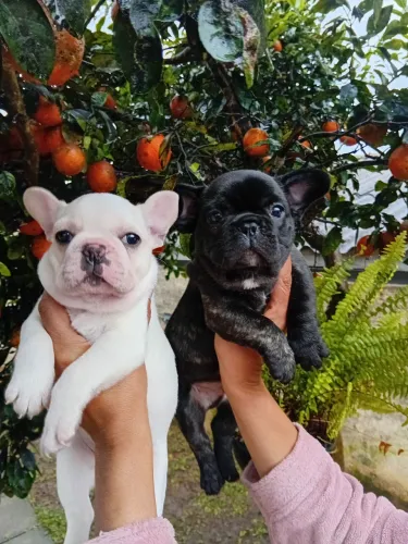 Bulldog Francês 