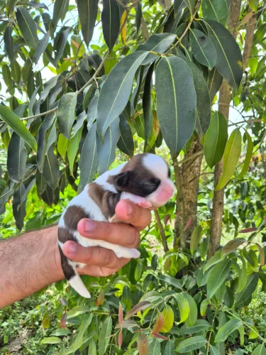 SHIH TZU | FILHOTES MACHOS E FÊMEAS DISPONÍVEIS