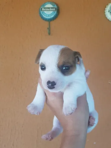 Filhotes de Jack Russell 