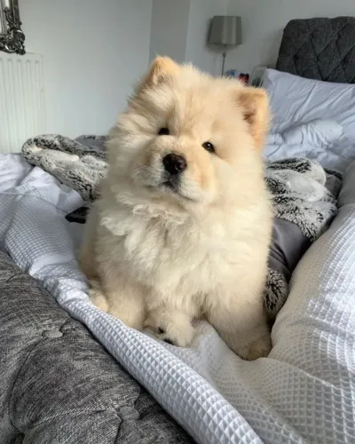 Filhotes de Chow Chow | Pet cheio de carinho verdadeiro.