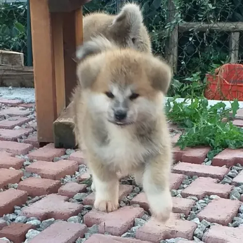 Akita Inu,Akita Inu Filhote Saudável Excelente Companhia
