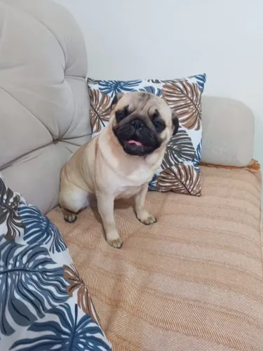 Lindo Pug Macho!