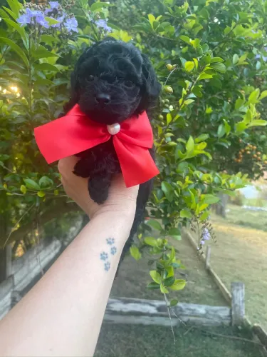 Poodle Toy Preto para uma família especial