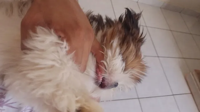 Animais de estimação