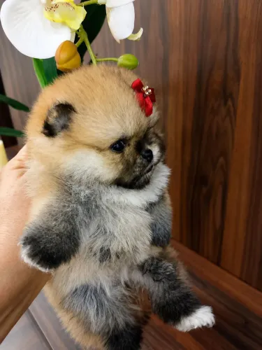 Spitz alemão/ Lulu da pomerania 