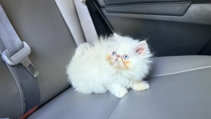 Gato persa passo cartão até 10x