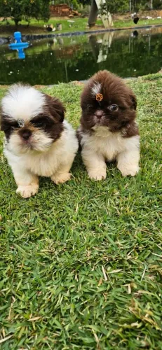 Shih Tzu VALOR PROMOCIONAL