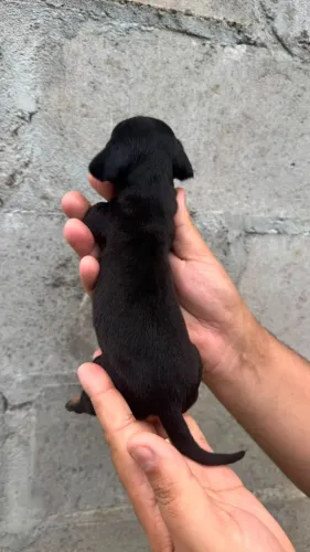 Teckel: Pronta Entrega para Levar Seu Amigo para Casa Hoje Mesmo