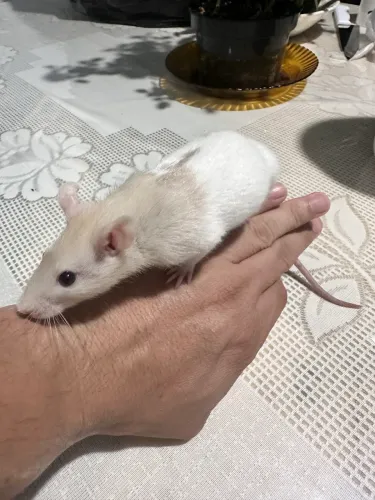 Filhotes Rato Twister 