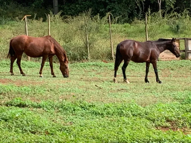 Vendes duas égua massa para criança ?