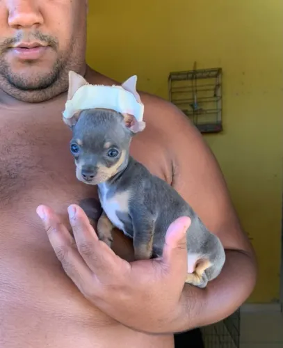 Pinscher macho zero disponível