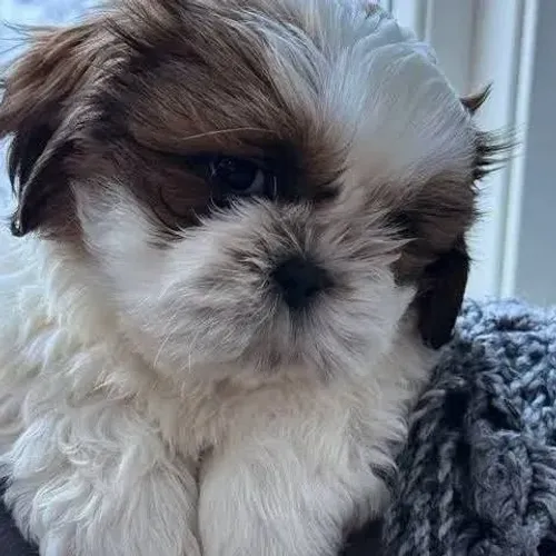 Shih Tzu Aquele filhote que você vai querer mostrar para alguém